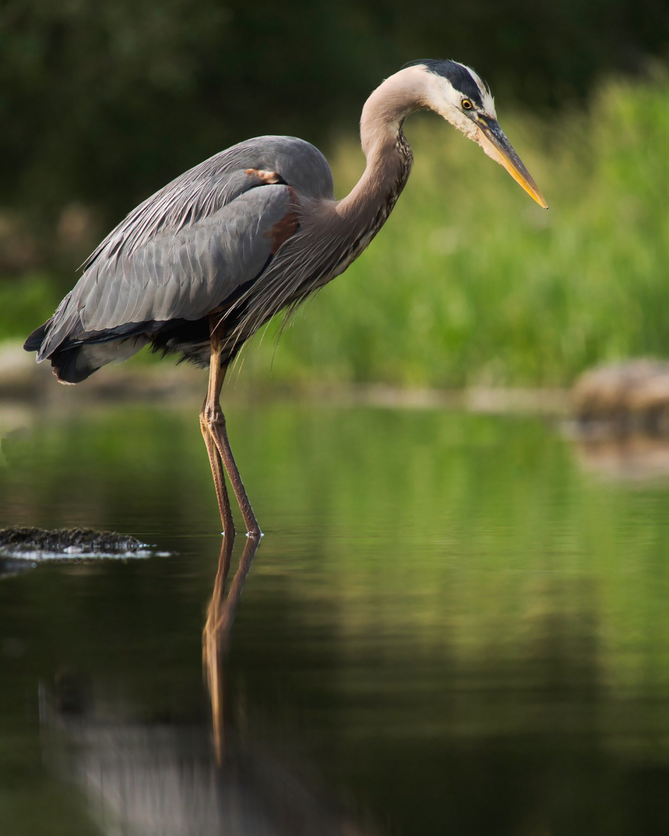 Great blue herring standing in water