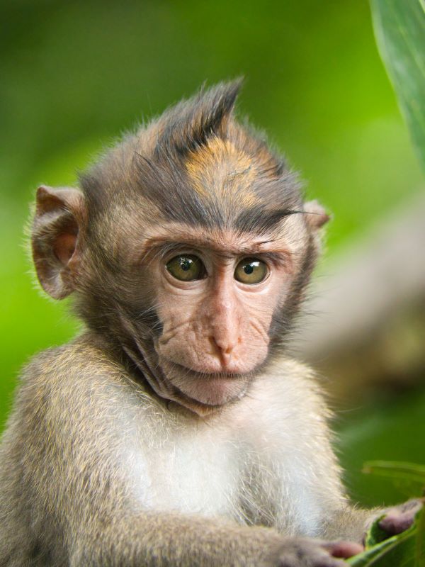 Close-up of a monkey with messy fur on its head