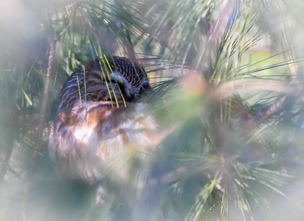  Northern Saw-whet Owl sleeping in a pine tree