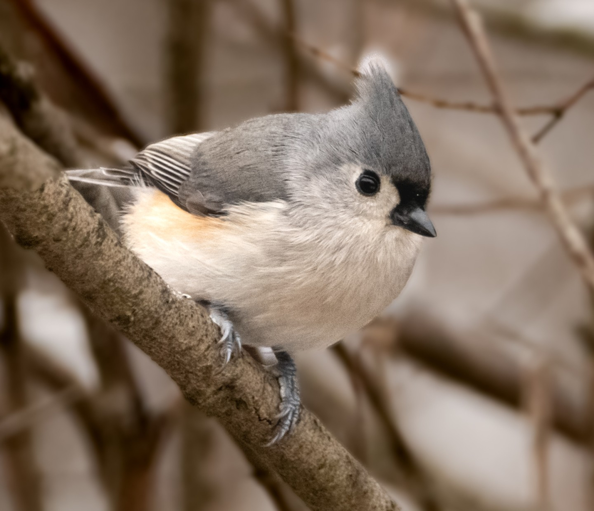Close-up of a Winter Titmouse