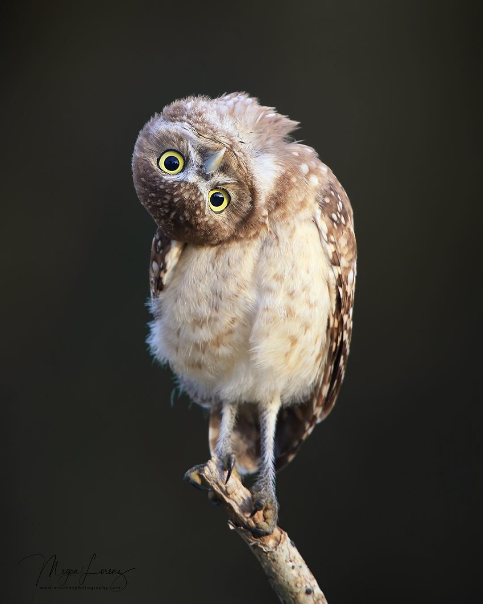 An owlet sitting on a branch looking forwards