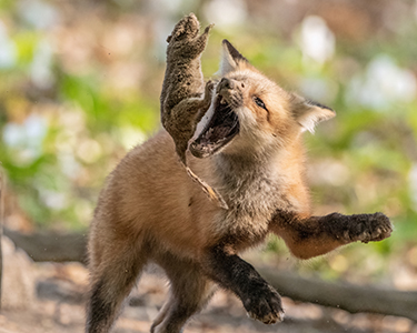 Close-up of a red fox tossing a squirrel with its mouth