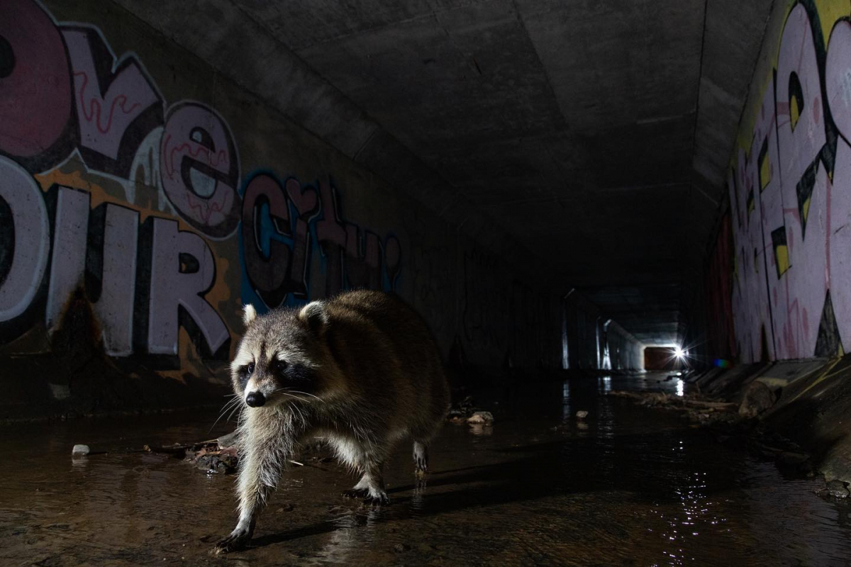 Raccoon in a tunnel which is covered in graffiti 