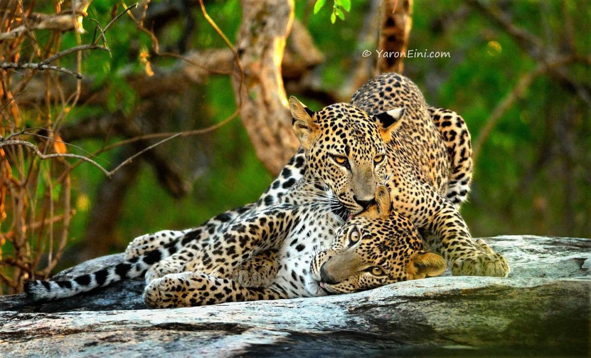 Leopards lounging in the sun.