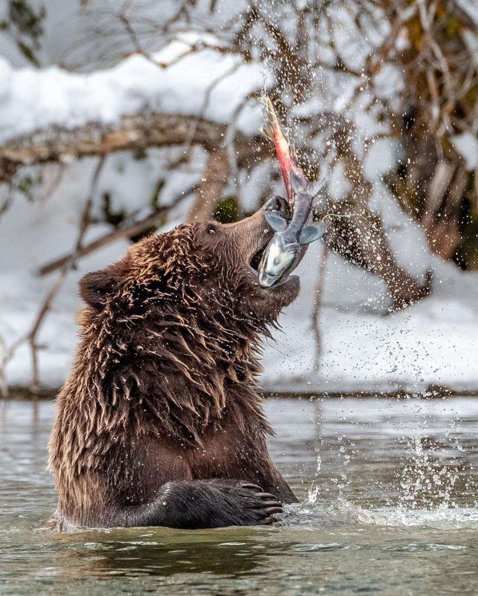 a grizzly bear standing in a river catches a fish in it's mouth