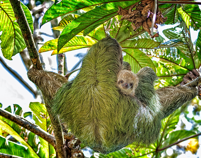 mother sloth holding a baby sloth while resting in a tree