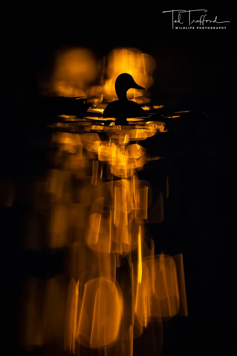 Shadow of a duck on a golden pond.