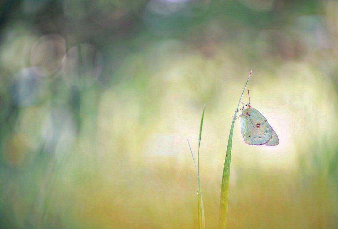 Close-up of a butterfly sitting on a blade of tall grass