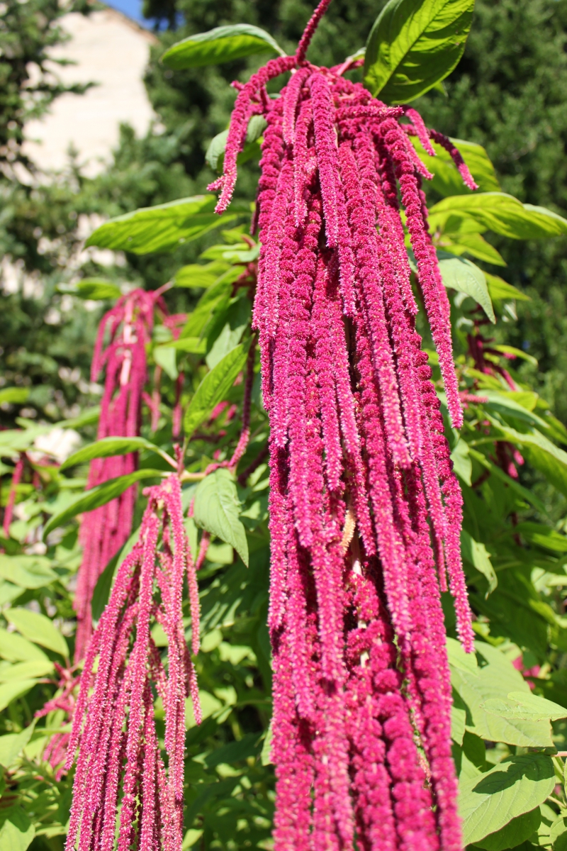 Long pink flowers