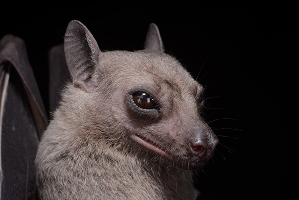 Photo portrait of the Egyptian Fruit Bat (Rousettus aegyptiacus), possibly a new record for Sri Lanka. Credit: Burton Lim