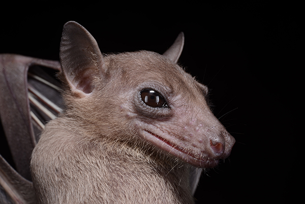 A photo portrait of Rousettus leschenaultii. A species of fruit bat commonly found in Sri Lanka. Credit: Burton Lim