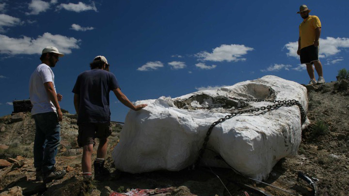 A fossil is packed in plaster for shipment back to the lab for further research.