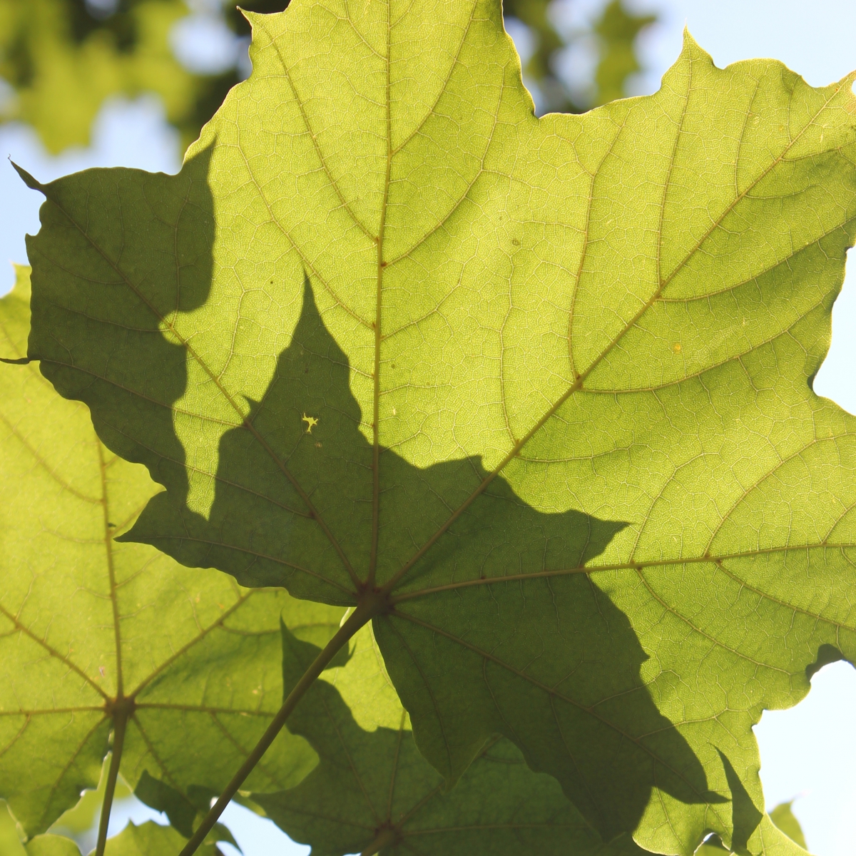 Leaf from the Neighbourhood Nature Watch at the ROM