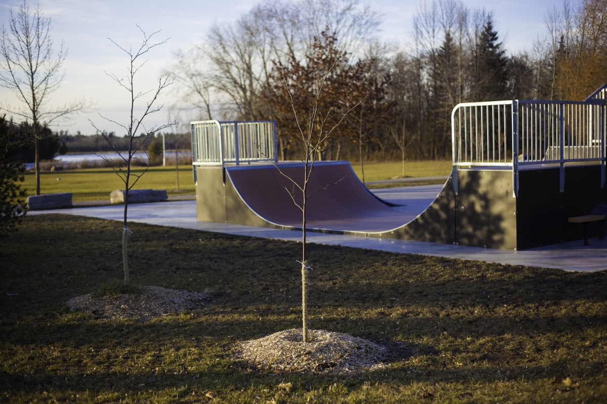 Skate ramp in a park with small saplings in the foreground