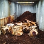 Whale bones being covered in manure compost that will thoroughly clean the bones with natural enzymes and bacteria. The cleaning process is expected to take more than a year.