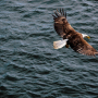 Eagle flying over water. © Grant Harder, Destination BC, 2015.