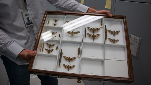 A man holding out a specimen drawer containint pinned moths