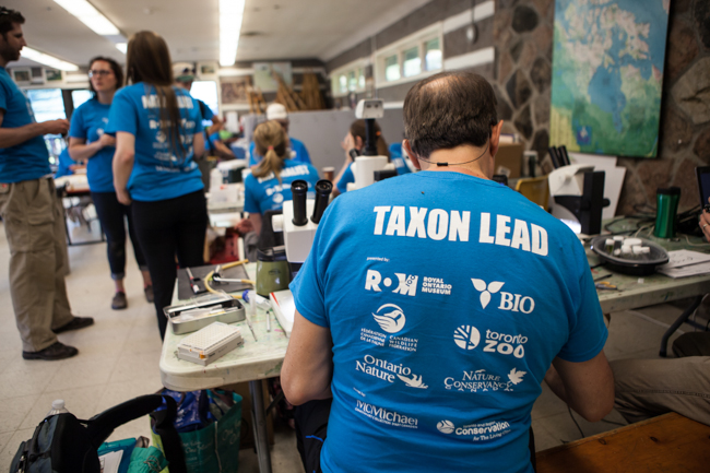 an expert spider scientist sits at a microscope during the 2014 Ontario BioBlitz