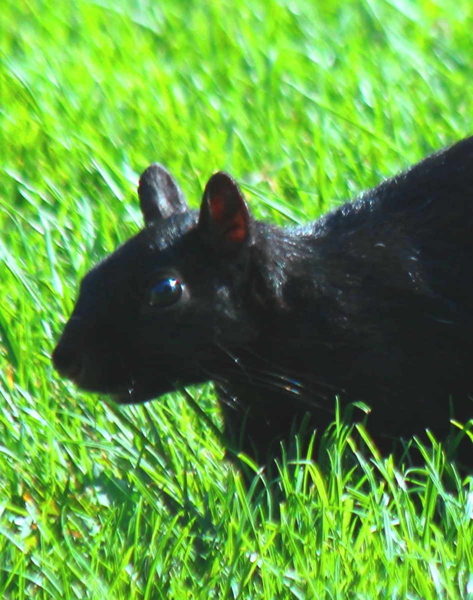 Black squirrel in the grass