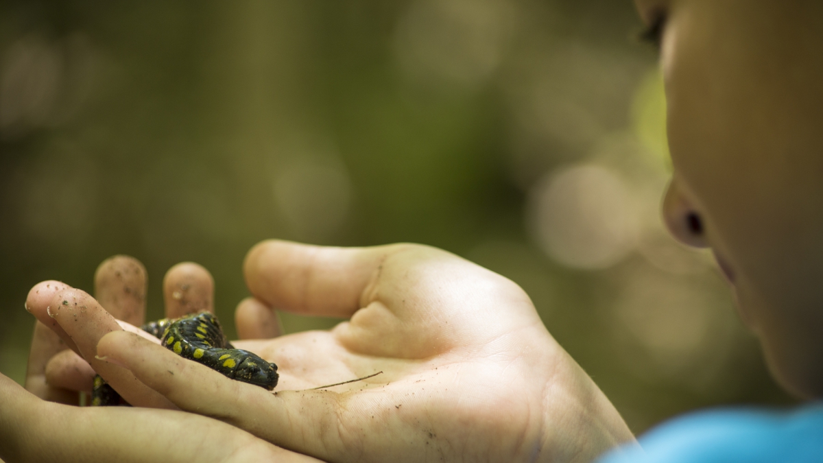 A young person holds a spotted salamander in their cupped hands