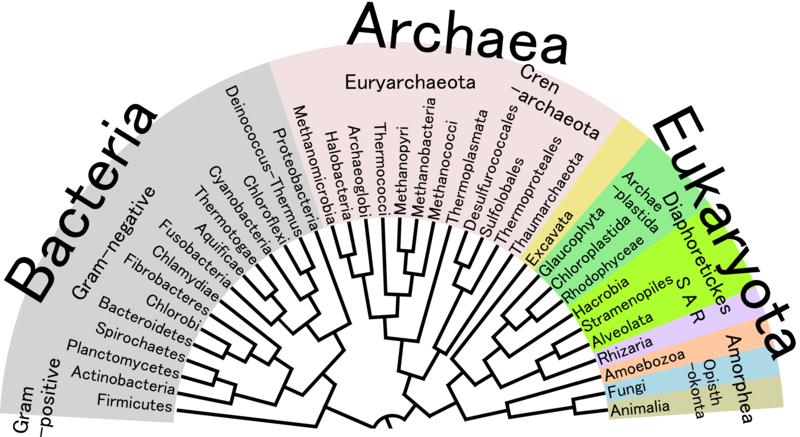 Phylogenetic Tree of Life 