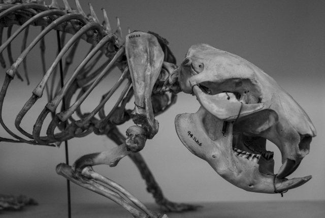 Students in the choir were able to see skeletons like this when they toured the ROM to get inspiration for their libretto. Photo by Teghan Dodds