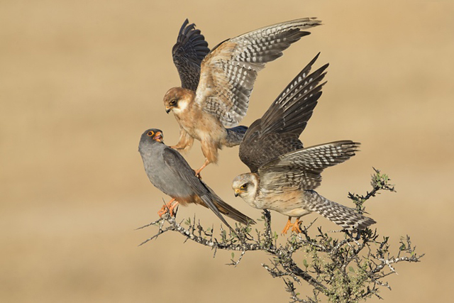 "The company of three" (red-footed falcons) by Wildlife Photography of the Year 2015 Birds category winner: Amir Ben-Dov