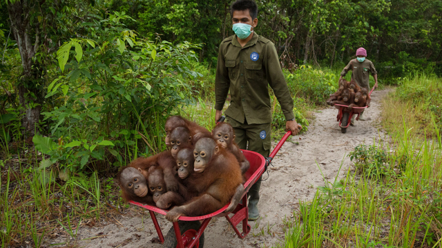 Tim Laman's images tell the story of endangered Bornean orangutans and are an example of how art can be used to communicate conservation issues. 
