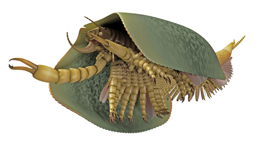 Amazing fossils recently discovered from the Cambrian Tokummia3dreconstruction