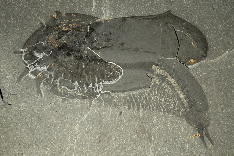 Amazing fossils recently discovered from the Cambrian Tokummia_holotype-rom63823_prepped