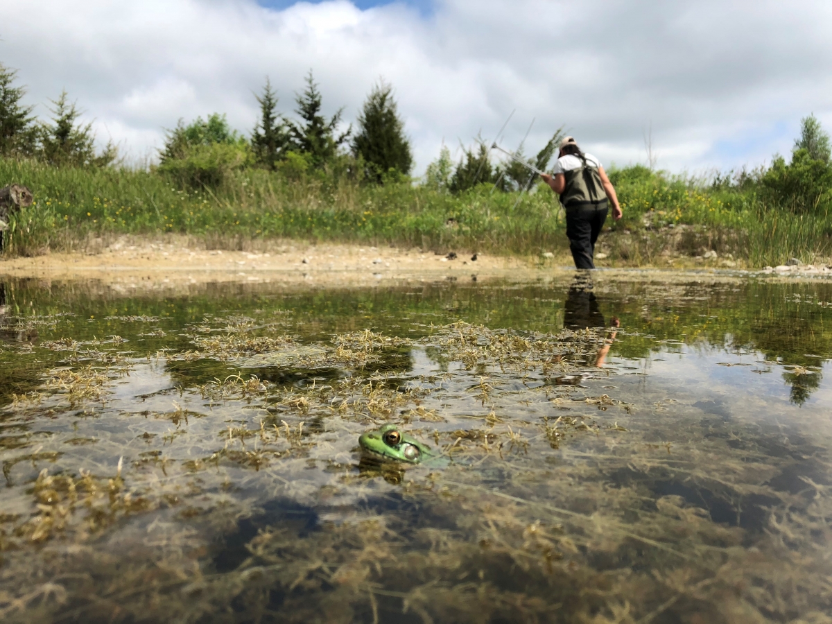 Blue skies and Marshland photo. Frog in the water in foreground and a researcher in waders in the background