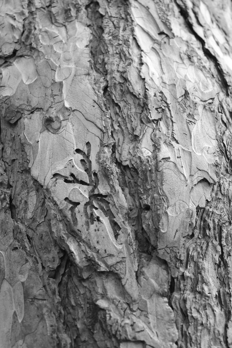 Close-up of tree bark