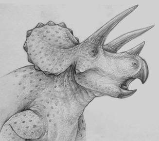 Sketch of a Triceratops