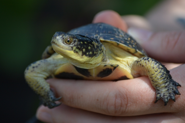 A closeup photo of a Blanding's turtle, a Species At Risk that is found in Rouge National Urban Park. Photo by Parks Canada