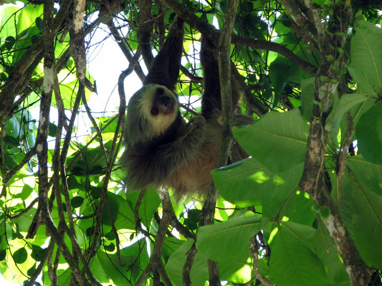 Two-toed sloth in Costa Rica hanging from tree
