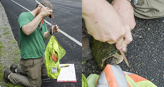 Left:weighing turtle; Right: marking turtle