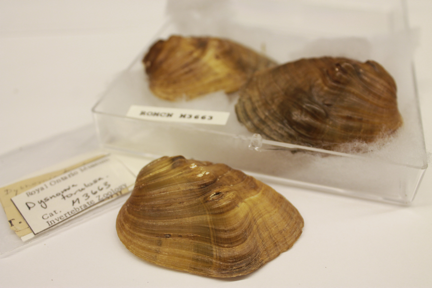 Freshwater mussel shells
