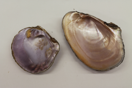 Freshwater mussel shells