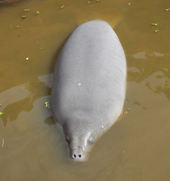 Photo of a manatee floating in muddy water