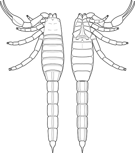 Illustration of the scorpion physiology (top and bottom of specimen)