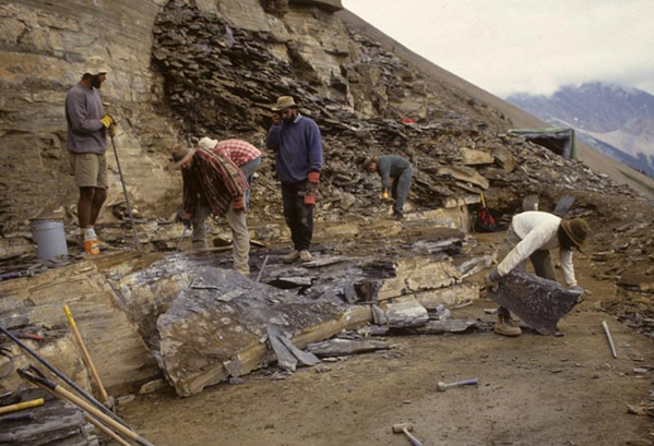 Expédition du Musée royal de l’Ontario dans les schistes de Burgess en 1994. Fouilles du plancher d’origine de la carrière Walcott. Photo : Desmond Collins.