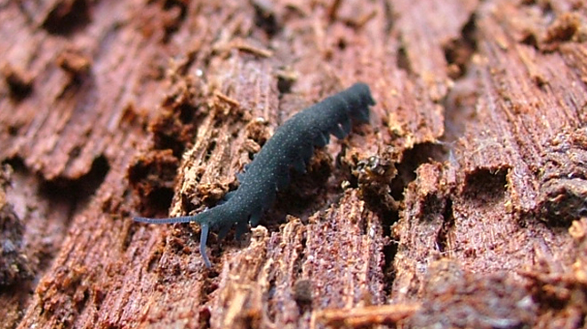 Photograph of a velvet worm crawling on tree.