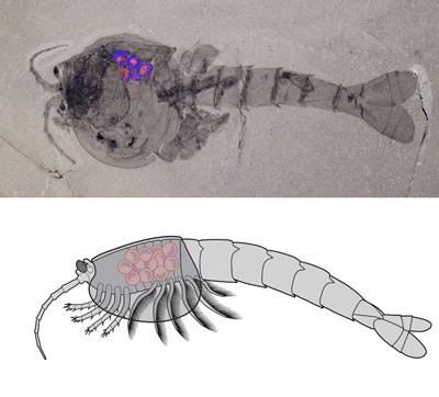 Photo and illustration of Waptia fieldensis 