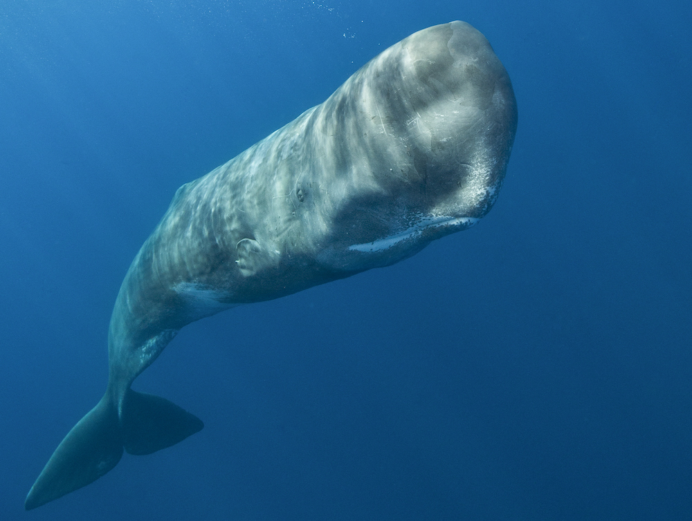 Sperm whale swimming