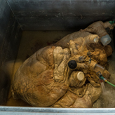 Close up of the blue whale heart