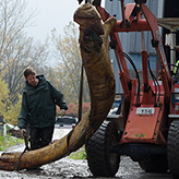 Workers attach ropes to the blue whale flesh
