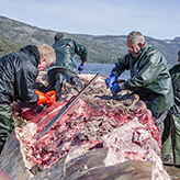 Workers attach ropes to the blue whale flesh