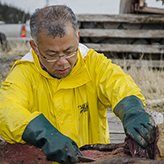 Boat pulling the blue whale carcass