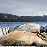 A worker pulls out a net next to the blue whale