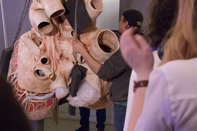 The plastinated blue whale heart, as it was being unpacked after its journey from Germany. Photo by Rachel Brown